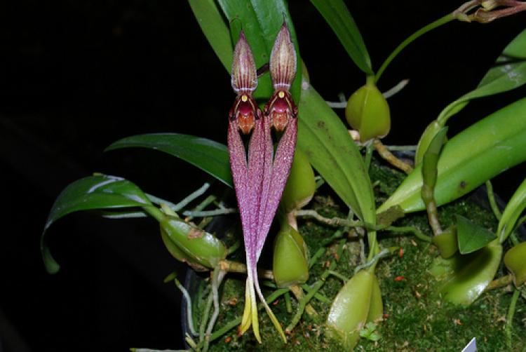 Bulbophyllum biflorum
