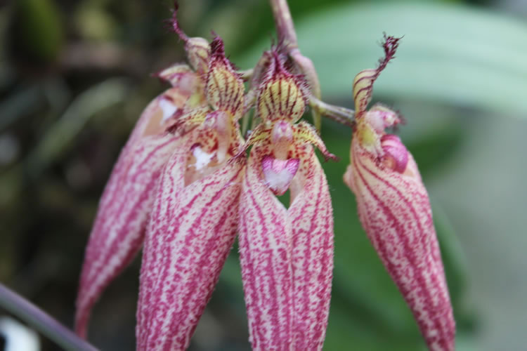 Bulbophyllum Elizabeth Ann 'Bucklebarry'