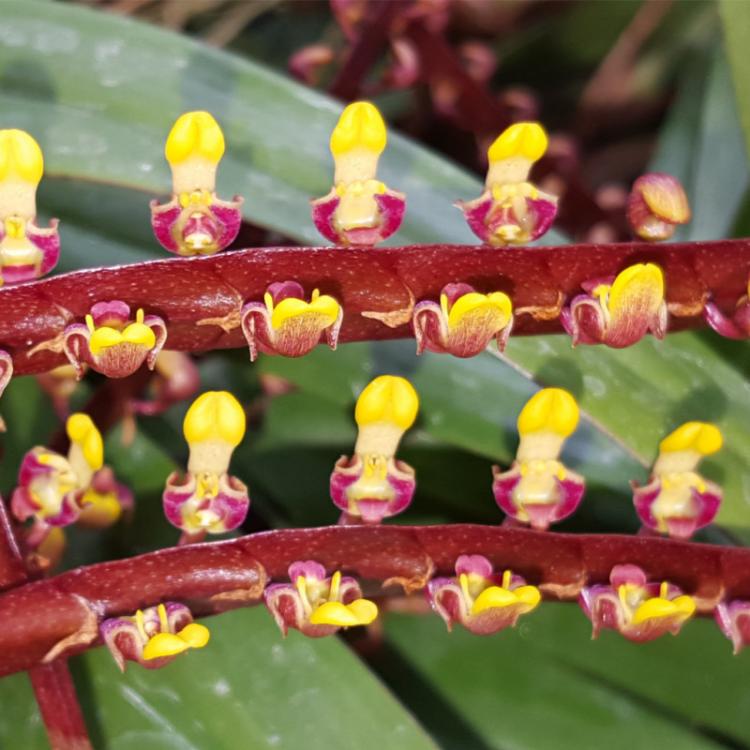 Bulbophyllum falcatum 'RED' vaso 