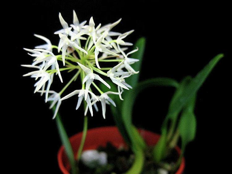 Bulbophyllum laxiflorum 