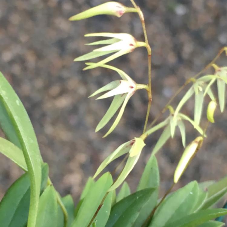 Pleurothallis linearifolia 