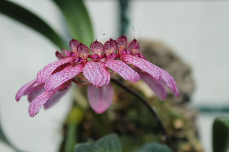 <i>Bulbophyllum eberhardtii</i>