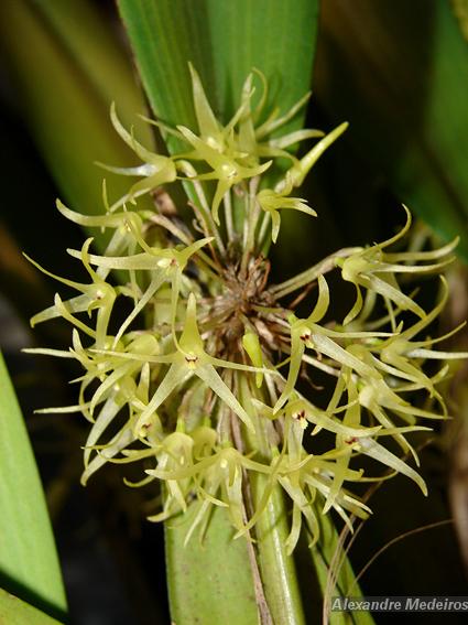 Myoxanthus exasperatus 