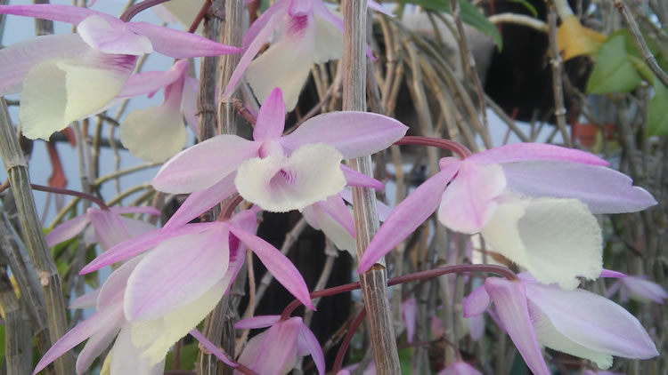 <i>Dendrobium pierardii</i>