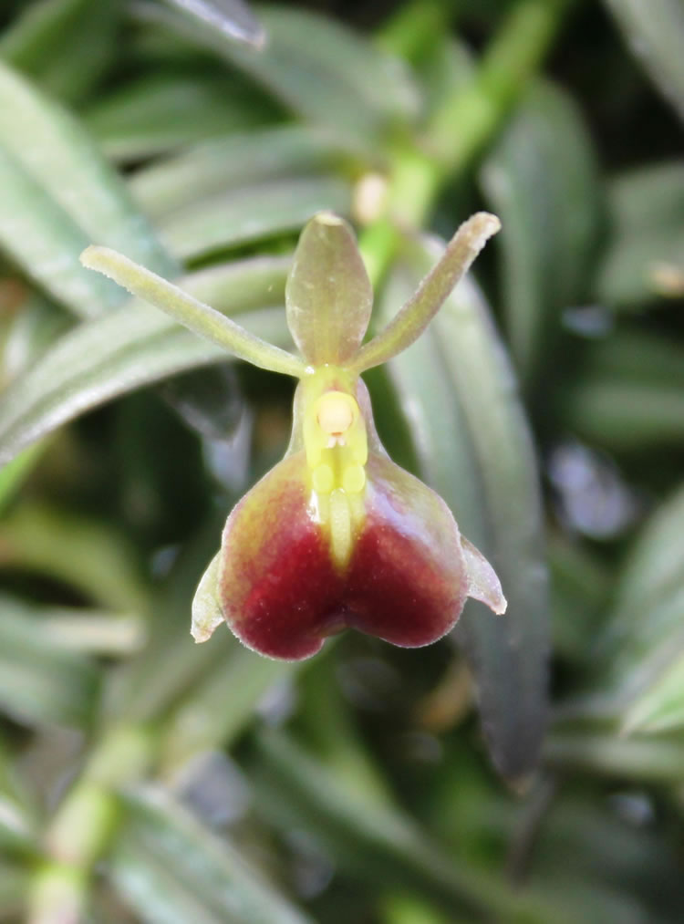 <i>Epidendrum porpax</i> zattera (varieta compatta)
