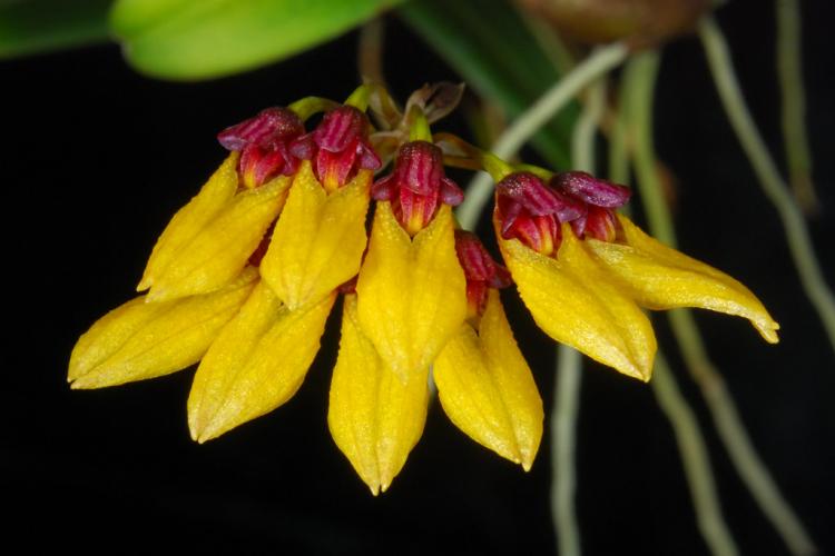 Bulbophyllum retusiusculum 