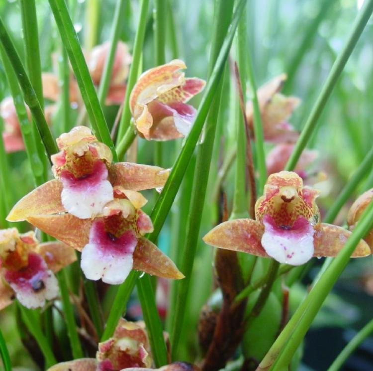 Maxillaria sanguinea Rolfe 1895