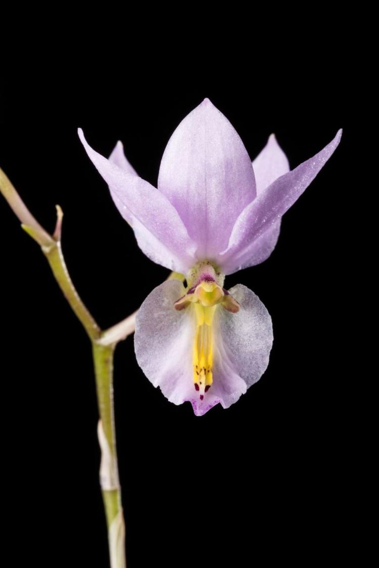Barkeria whartoniana 