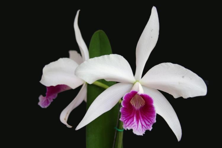 Laelia purpurata fm. semi-alba 