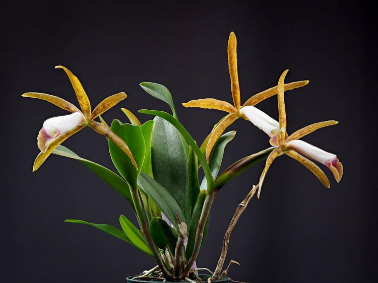 Cattleya araguaiensis 