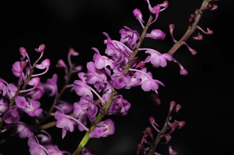 Aerides ringens 
