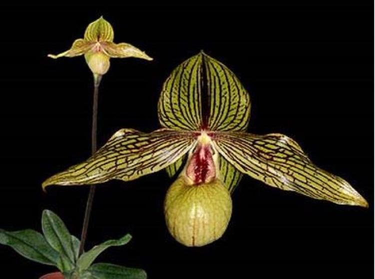 Paphiopedilum Harold Koopowitz