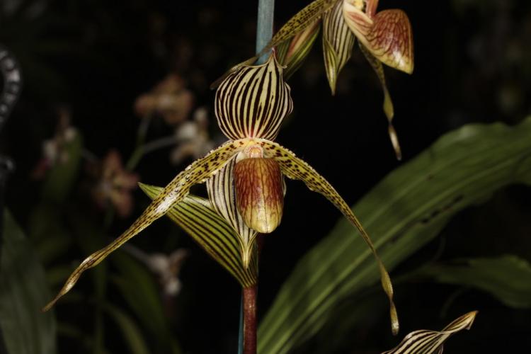 Paphiopedilum Bel Royal 