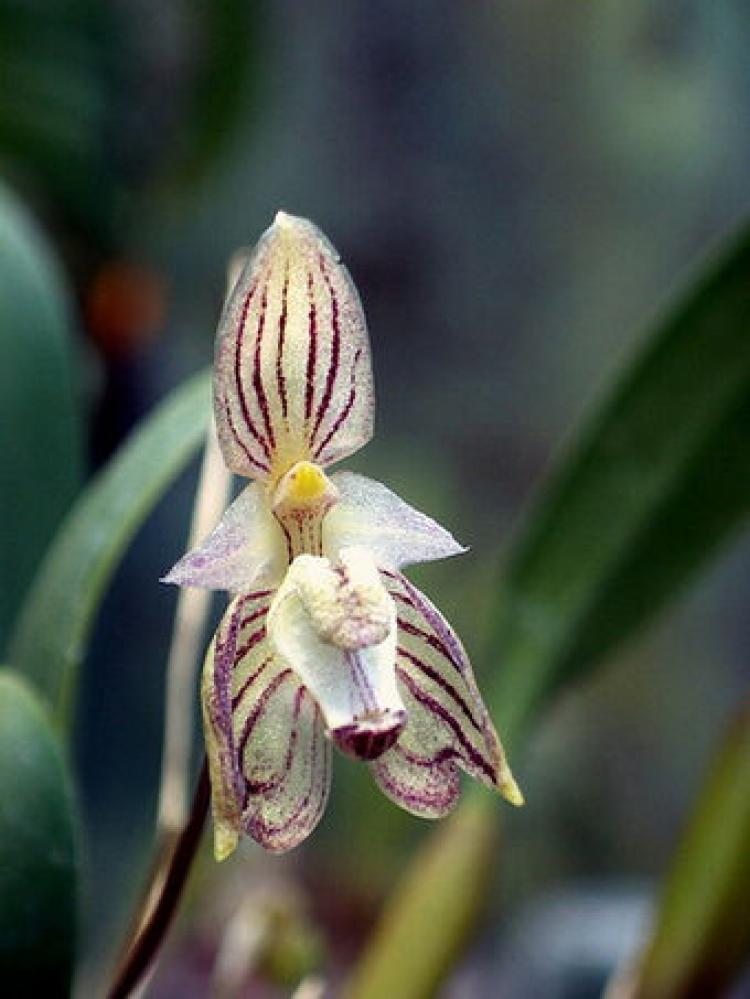 Bulbophyllum ambrosia - zattera 