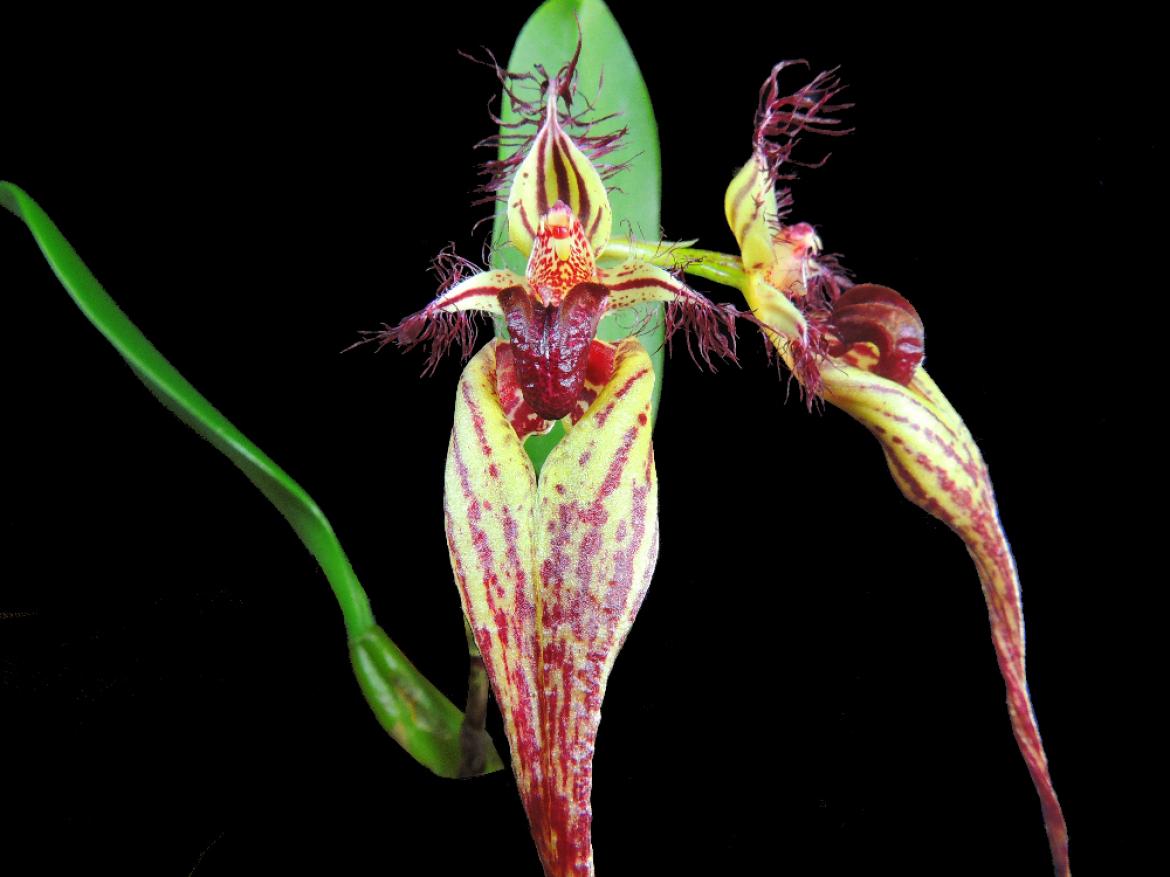 Bulbophyllum - scheda monografica 