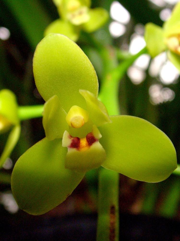 Cymbidium madidum 