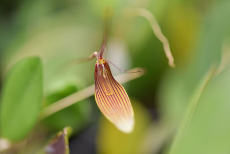 <i>Restrepia trichoglossa</i> vaso