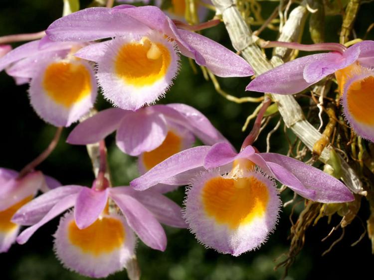 <i>Dendrobium loddigesii</i>