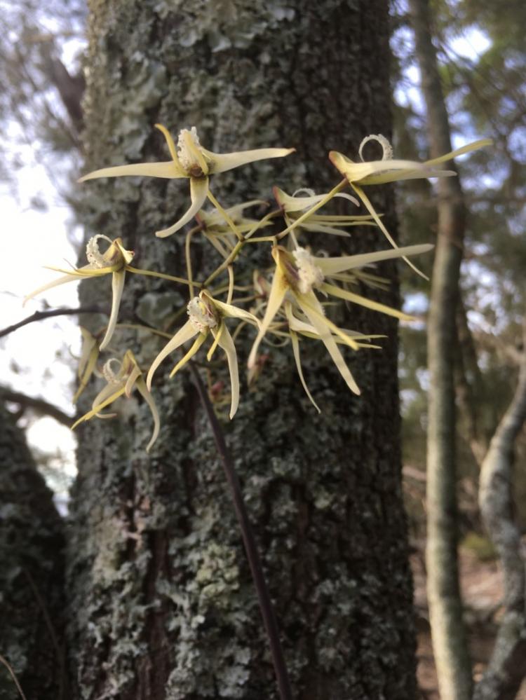Dendrobium teretifolium 