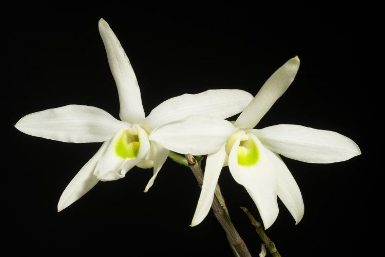 Dendrobium wilsonii 