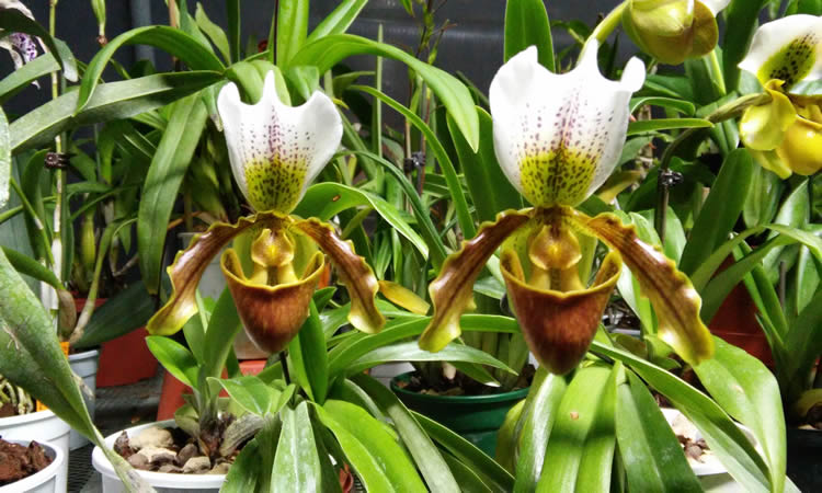 Paphiopedilum Leeanum 'Varesina Orchidee' - Varesina Orchidee Shop -  Vendita piante online Varese