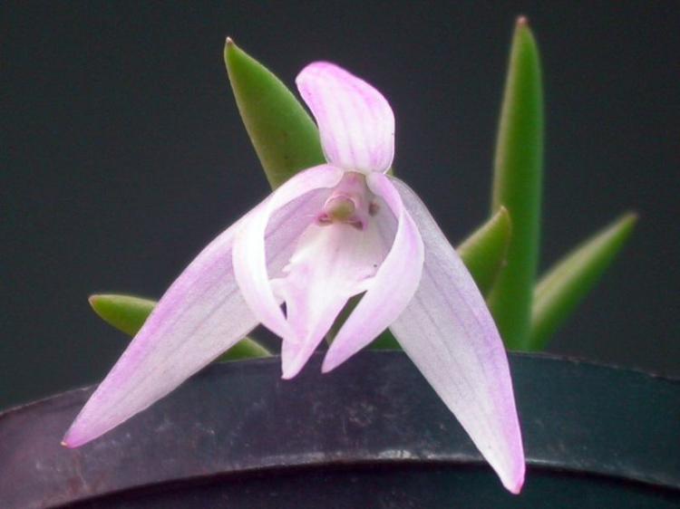 Leptotes unicolor 'DARK' x 'ROSE' 