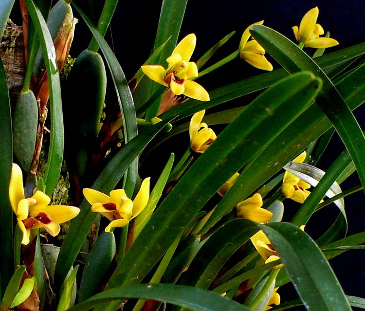 <i>Maxillaria variabilis </i> zattera