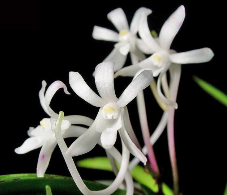 Vanda (Neofinetia) falcata -L'Orchidea dei Samurai
