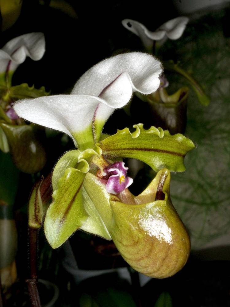 Paphiopedilum spicerianum 