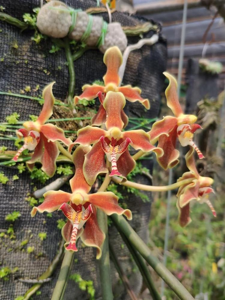 Paraphalaenopsis Kimmy