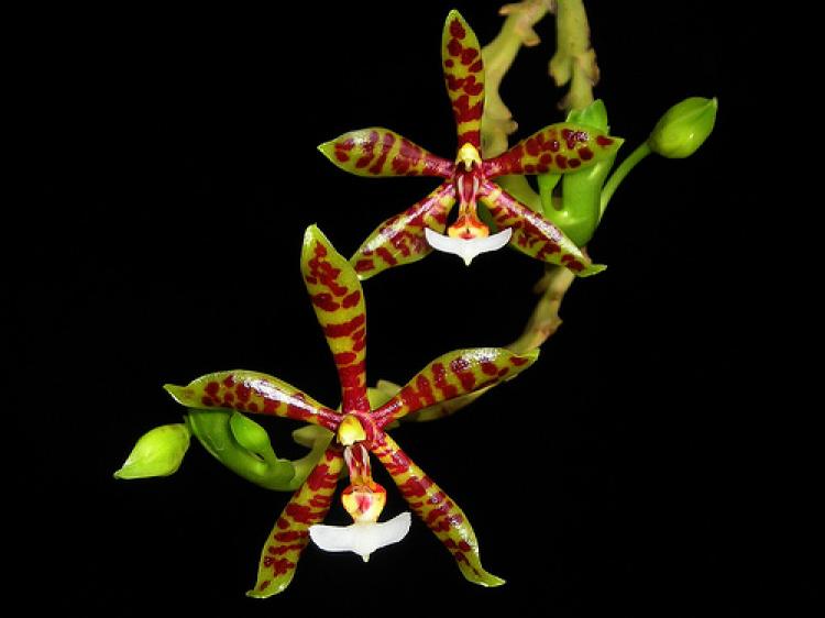 Phalaenopsis pantherina (SPECIE RARA)