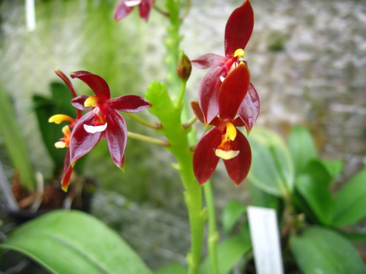 Phalaenopsis cornu-cervi 'RED'