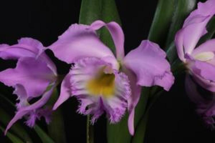 Rhyncholaeliocattleya Veitchii 