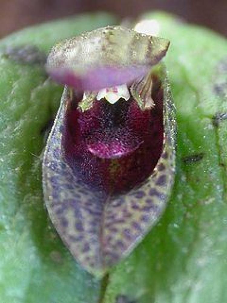 Acianthera saundersiana 