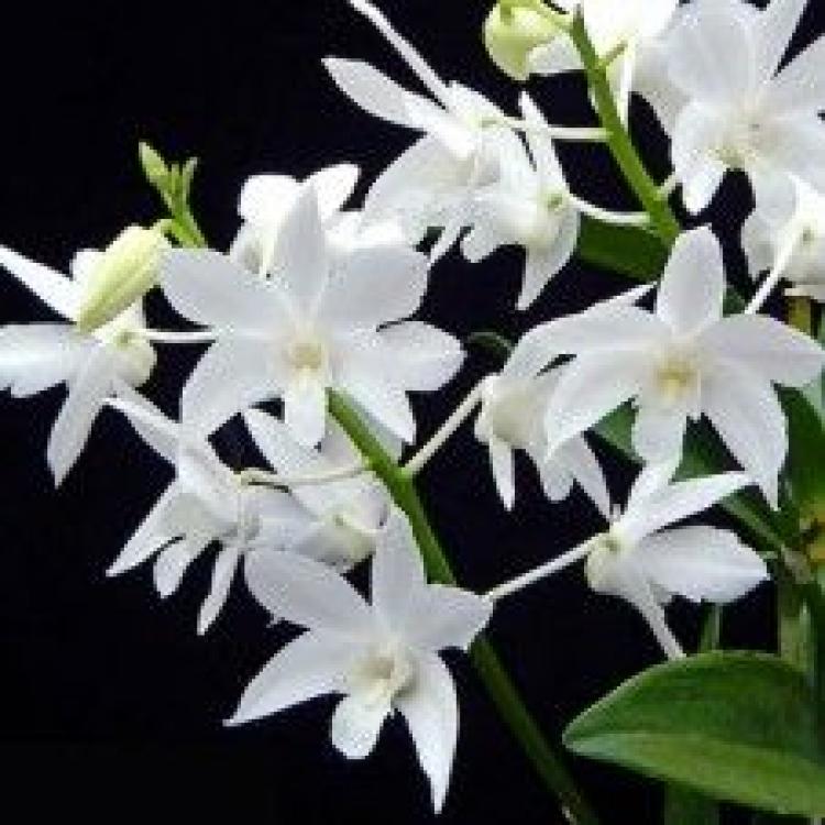 Dendrobium White Grace 'Sato'