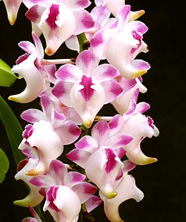Aerides