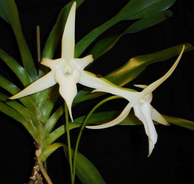Angraecum sesquipedale - L'Orchidea di Darwin 