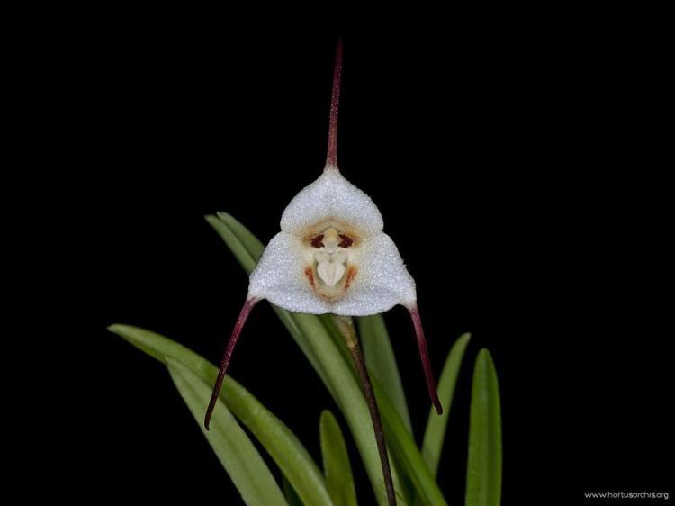 Dracula lotax - L'orchidea scimmia