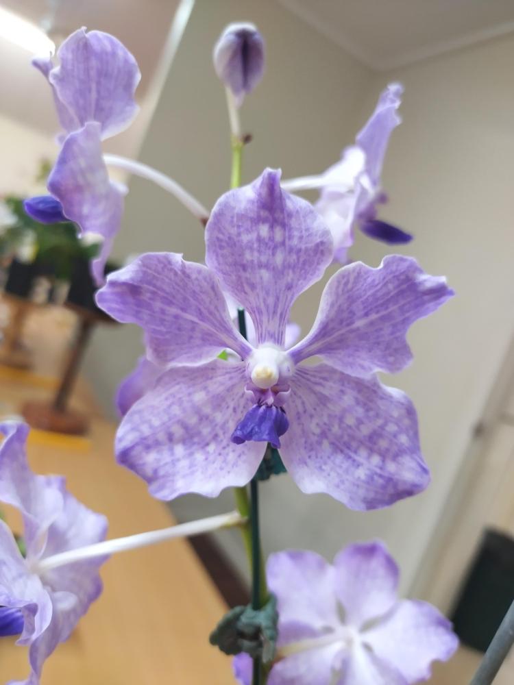 Vanda Flammerolle 