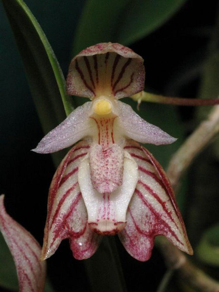 Bulbophyllum ambrosia - vaso 
