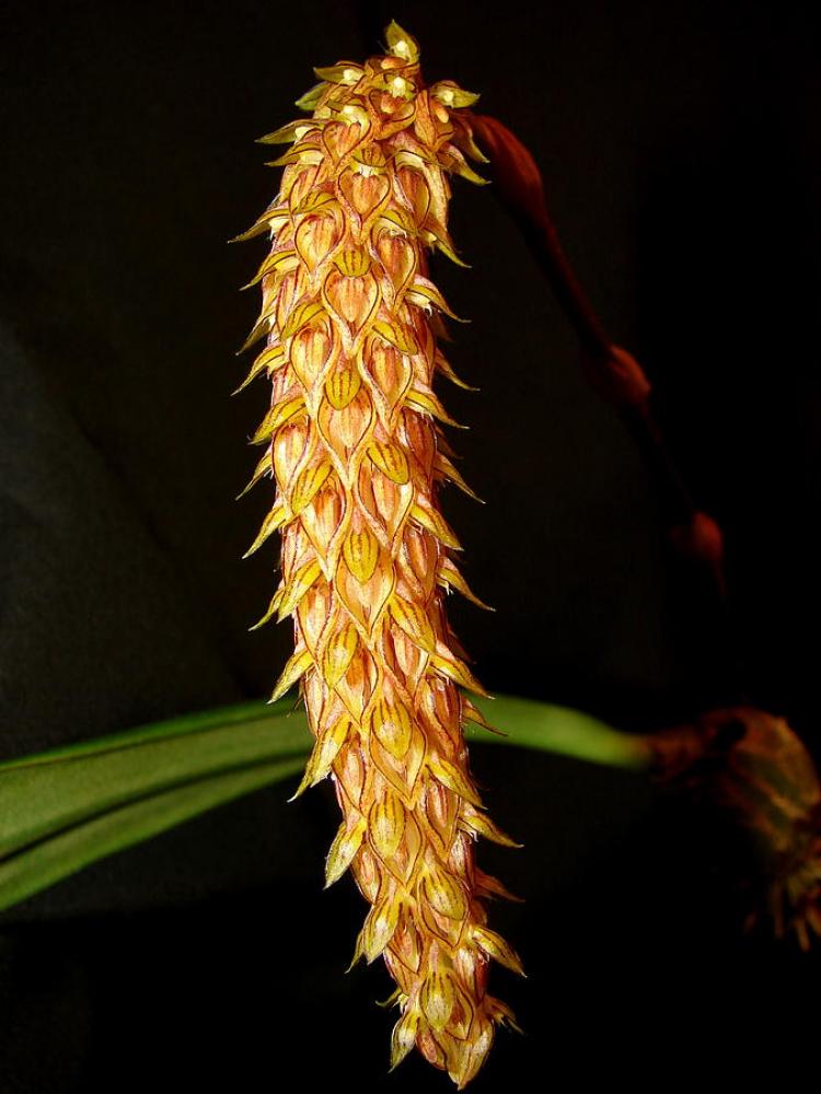 Bulbophyllum careyanum 