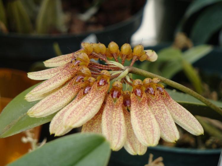 <i>Bulbophyllum dentiferum</i>