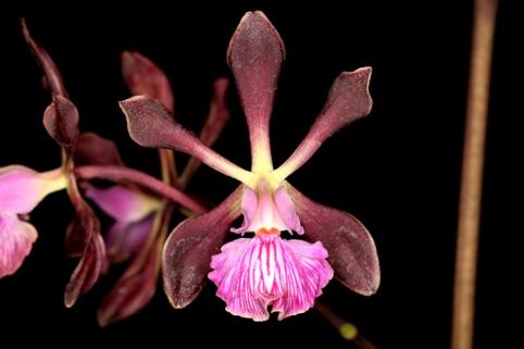 Encyclia 