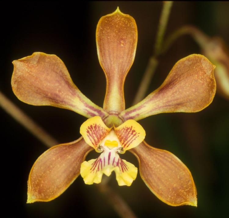 Encyclia selligera 