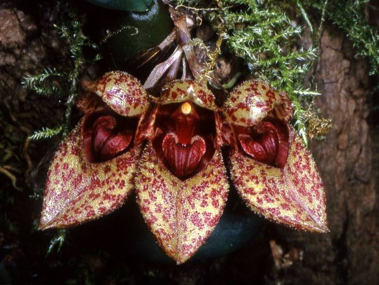 <i>Bulbophyllum frostii</i>