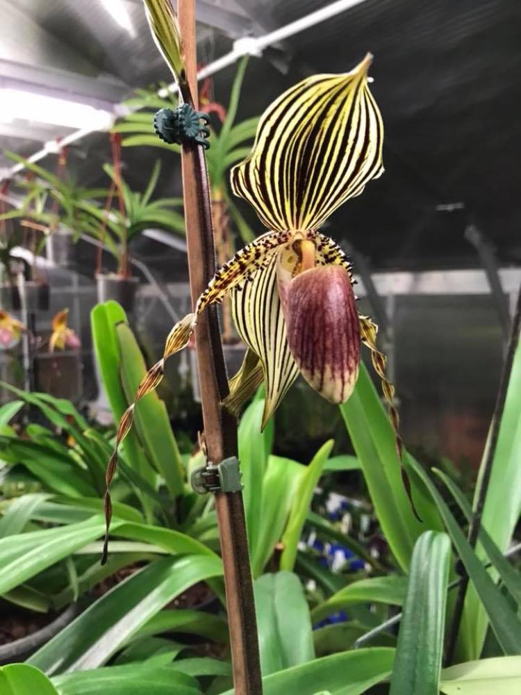 Paphiopedilum Renè Klinge x P. rothschildianum 