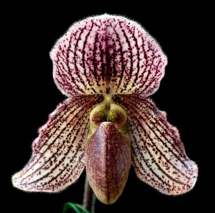 Paphiopedilum Iona 