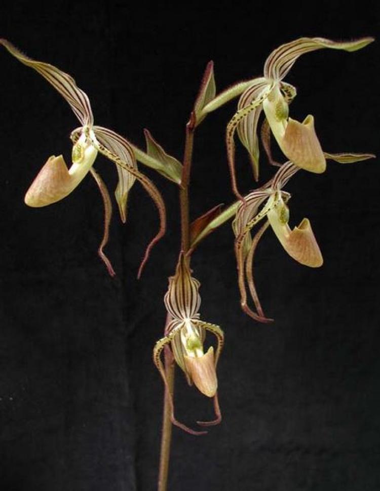 Paphiopedilum intaniae x P. rothschildianum 'Anja'
