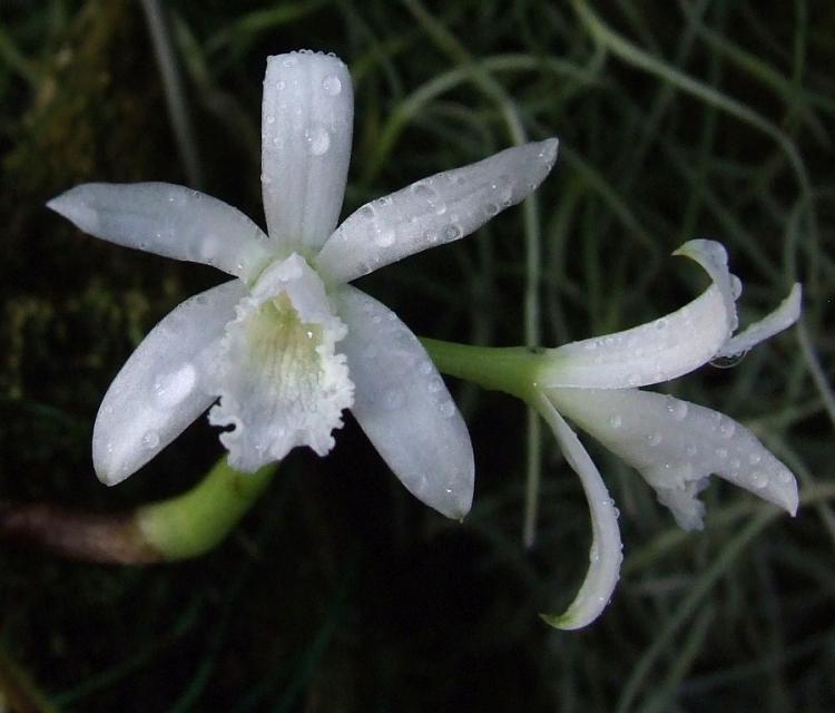 <i>Laelia lundii </i>f.<i>alba</i>