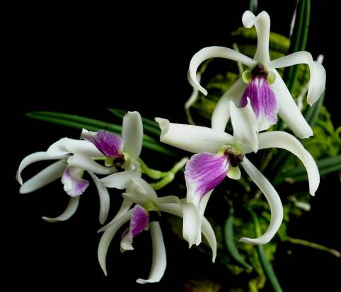 Leptotes
